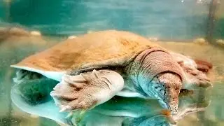Странноголовая хищная черепаха. Троллим Трионикса