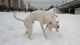 PIT BULLDOG AREY - PIT BULLDOG TERRY