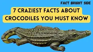 7 CRAZIEST FACTS ABOUT CROCODILES YOU MUST KNOW @FACT BRIGHT SIDE 