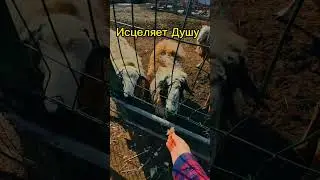 #исцеление #душа #природа #жизнь