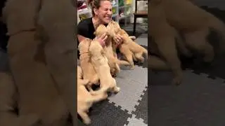 Golden retriever puppies #puppies #trending #goldenretriever #viral #dog #doglover