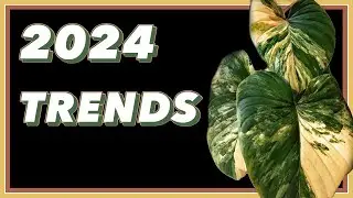 Hottest Plant Trends for 2024 ft 