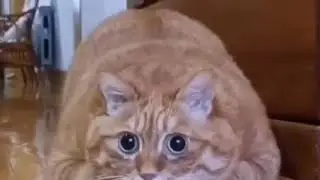 Жирная милота🥰