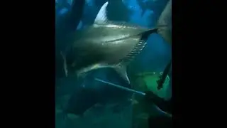 Under Water Life Subscribe : )