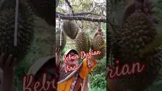 Jalan-jalan di kebun durian 