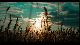 Beautiful small video by Dennis Herzog, enjoy also the other videos in his big Youtube Playlist