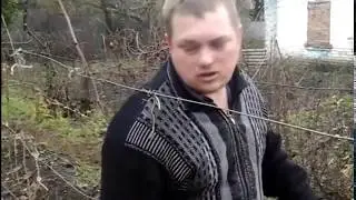 пересадка винограда Кармакод (методом отводки )