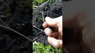 Отличная монета правления Елизаветы,2 копейки 1757года     #metaldetecting #монеты #коп #coin