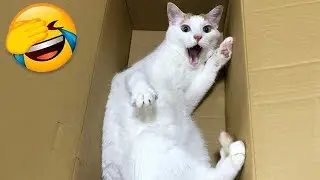 Funny cats and dogs video #22 🤣
