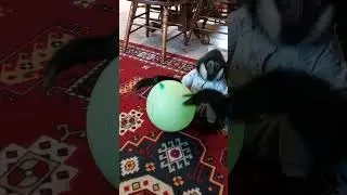 эрик и шарик 