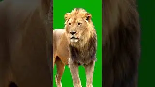 Lion looking into camera Green Screen Effect 
