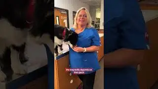 Dr. Bruns is here to explain why your pup is panting ☀️😛 