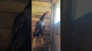 Yavru hint horozu sesi ötmeye yeni başlayan horoz küllü aynı babası #aseel #shortvideo #subscribe