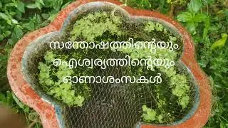 പൂക്കളങ്ങളിൽ നിറയുന്ന ഓണാശംസകൾ