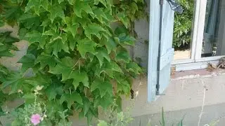 Live Maison Slimane Azem 24 juillet 2020