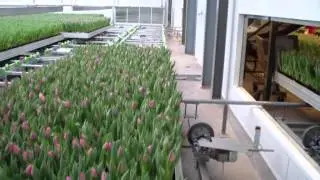 Automatisering in de tulpenbroeierij