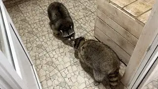 THE SECRET LIFE OF RACCOONS / Notya meets Pikachu