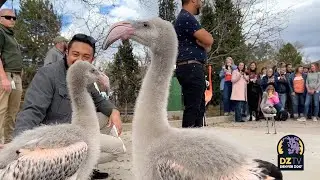 Top Moments of 2023: New Flamingo Habitat Grand Opening 🦩