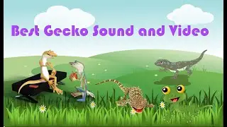 Best Gecko Sound and Video
