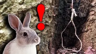 SURVIVAL SNARE TRAP: Catch Survival Food Without Wire - Easy Game Guaranteed