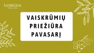 Serbentų ir agrastų pavasarinė priežiūra. Apsauga nuo ligų, kenkėjų, genėjimas.