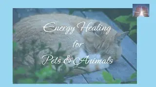 Reiki Healing for Pets & Animals | Timeless Energy Healing