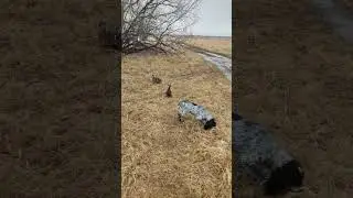 охота с подсадной и собакой