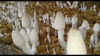 JOOSSS..!!! Cultivating mushrooms from corncobs
