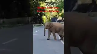 sudden elephant attacks II elephant's skills