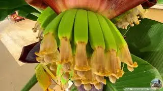 2023 10 17 Bananen 30s