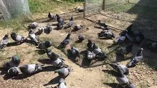 Голуби на новому місці