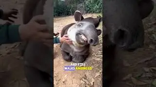 This animal SURVIVED the ICE AGE! | The tapir 