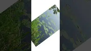 Рыбалка на реке Шпрее. Бранденбург. Angeln an der Spree.