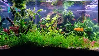 Acuario Natural - Noviembre 🐠🌿🐌👀