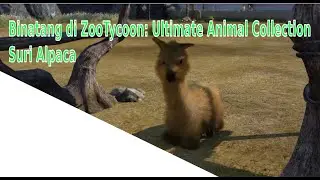 Binatang di Zoo Tycoon Ultimate Animal Collection Suri Alpaca