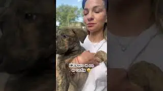 Измученный щенок на остановке