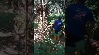 Belajar pake cantas...putra Bagek polak