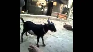 ngentot sama kambing