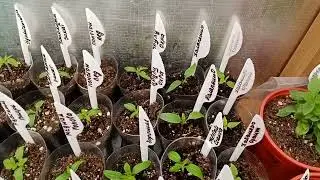 😱The germination is so good that you want to cry with happiness.😭