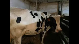 Всё о коровах