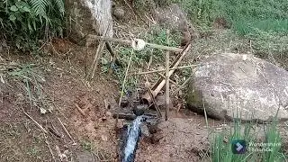 suasana pesawahan di desa Babakan Sukabumi
