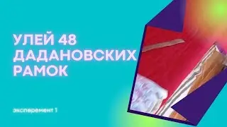 Лежак на 48 рамок.Запихнем к ГВ 50. Эксперемент с семьёй Гигантом