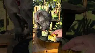 Bolinho de Abobrinha - Nossa Rotina 