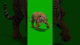 GREENSCREEN VIDEO CHROMAKEY VIDEO BACKGROUND CHANGE TIGER DANGEROUS FOREST JUNGLE HORROR LION HUNTER