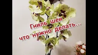 У новой бабочки PESCARA гниль шейки. Первая помощь орхидеи