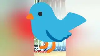 Toque De notificação canário Belga Passarinho