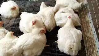 Мой доход в  деревне с бройлеров