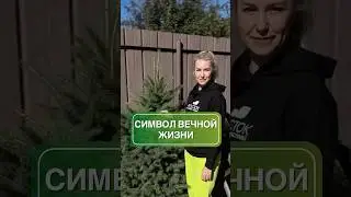 Ель | голубая ель | советы садоводу