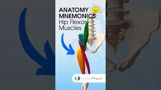 Hip Flexor Anatomy Mnemonics 