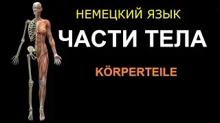 Немецкие фразы и слова: Части тела. Körperteile